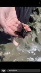 Hypsoblennius gilberti