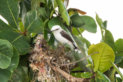 Fluvicola nengeta nengeta