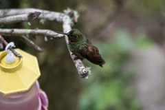Heliodoxa rubricauda