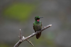 Heliodoxa rubricauda