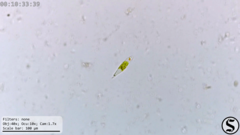 Euglena viridis