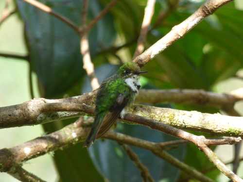 Chlorostilbon melanorhynchus