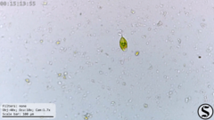 Euglena viridis