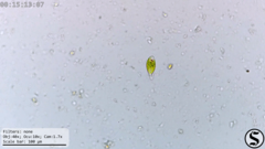 Euglena viridis