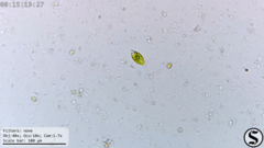 Euglena viridis