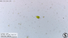 Euglena viridis
