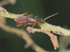 Poneracantha triangularis
