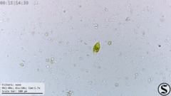 Euglena viridis