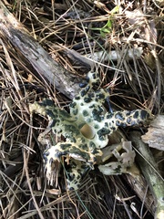 Phallogaster saccatus