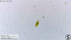 Euglena viridis