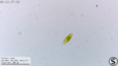 Euglena viridis