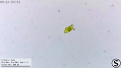 Euglena viridis