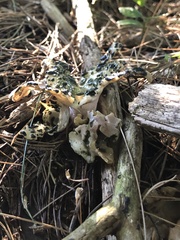 Phallogaster saccatus