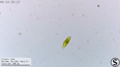 Euglena viridis