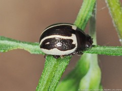 Calligrapha bidenticola