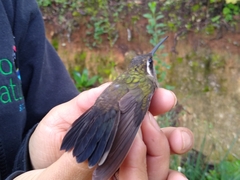 Lampornis amethystinus