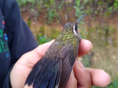 Lampornis amethystinus