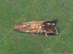 Strobisia proserpinella