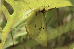 Colias interior
