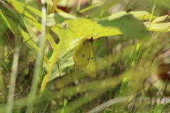 Colias interior