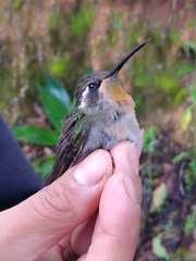 Lampornis amethystinus