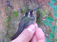 Lampornis amethystinus