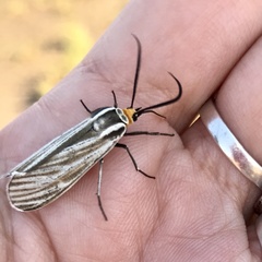 Ctenucha vittigera