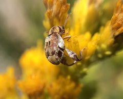 Penthobruchus germaini