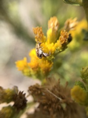 Penthobruchus germaini