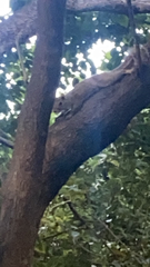 Sciurus carolinensis