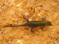 Sceloporus taeniocnemis