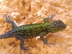 Sceloporus taeniocnemis