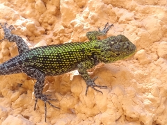 Sceloporus taeniocnemis