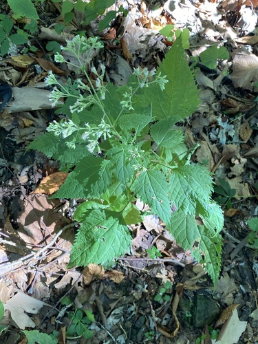 Ageratina altissima