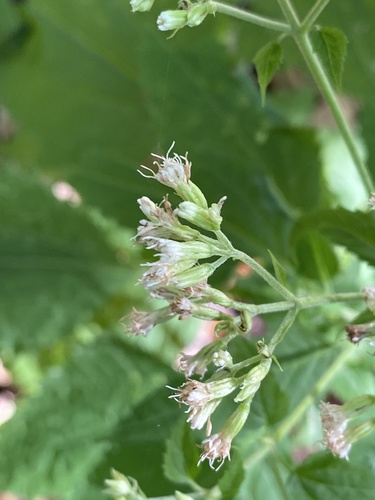 Ageratina altissima