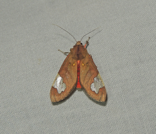 Bertholdia philotera image