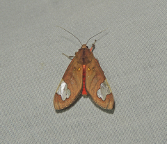Bertholdia philotera image