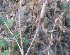 Chalcolestes viridis