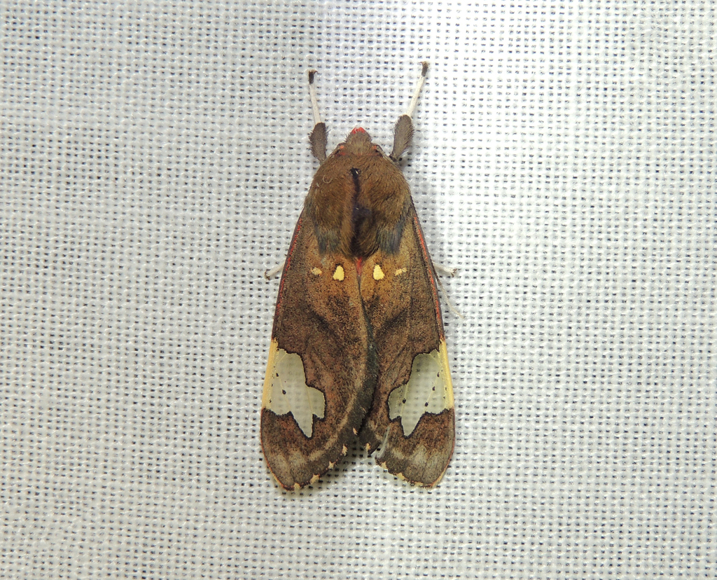 Bertholdia philotera