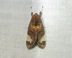 Bertholdia philotera