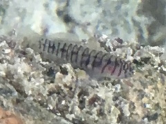 Tigrigobius macrodon