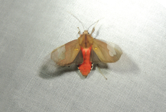 Bertholdia philotera