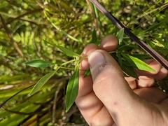 Lysimachia terrestris
