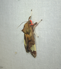 Bertholdia philotera