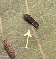 Aproaerema anthyllidella