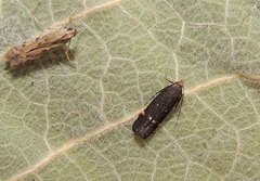 Aproaerema anthyllidella