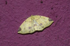 Periclina