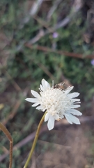 Pycnocomon rutifolium