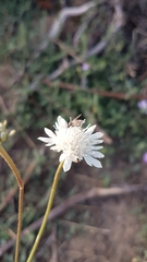 Pycnocomon rutifolium