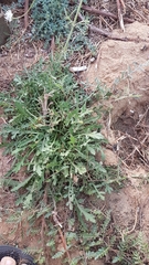 Pycnocomon rutifolium